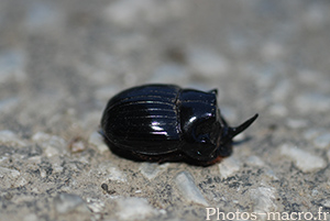 Copris lunaris-male